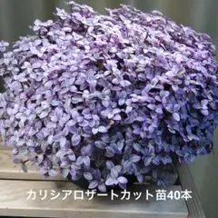 2025年最新】ツユクサ 苗の人気アイテム - メルカリ