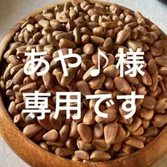 2026年最新】朝鮮五葉松 松の実の人気アイテム - メルカリ