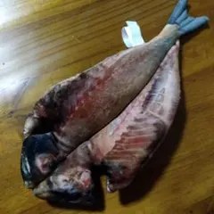 伊東マリンタウン限定　アジ開きクジ1 11月限定価格