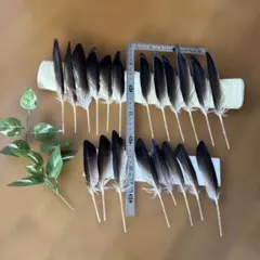 ウミウの羽根　20本　野鳥