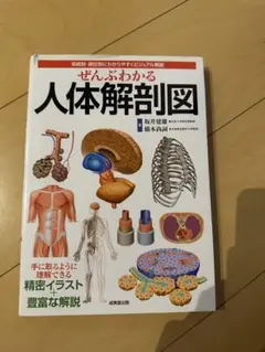 人体解剖図