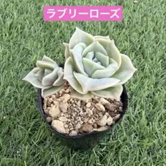ラブリーローズ抜き苗  4苗セット 同梱600円】多肉植物 ラブリーローズ 4頭 抜き苗 - メルカリ