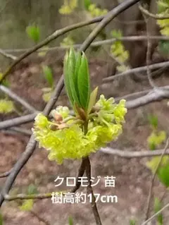 山採りクロモジ苗木 和ハーブ 香り◎ 約140cm 2 風鈴ツリバナ /157