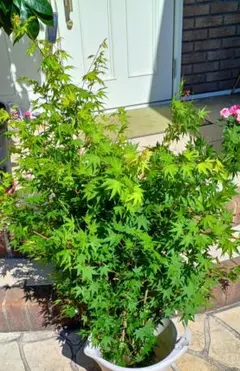 モミジ 黄八丈 イロハモミジ系 90cmもみじ 紅葉 カエデ 鉢植え 苗木