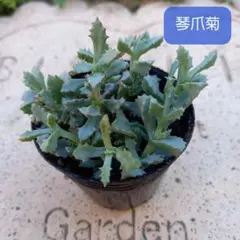 プロフ確認宜しく‼//あっくんママ様 リクエスト 2点 まとめ商品