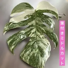 斑入りモンステラ ボルシギアナ ホワイトタイガー 親葉付きミドルカット美斑のサムネイル