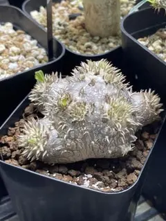 国内実生 プセウドリトス クビフォルミス 開花株 - メルカリ