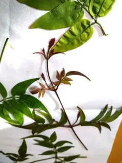 Item thumbnail for item 9079ba36-273a-438f-93a5-a100fe42fbf5