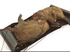 Item thumbnail for item b7c7e591-0b9c-4c9f-ad14-4729ec9ba0d0