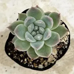 イラスト　抜き苗　多肉植物　エケベリア