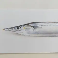 秋刀魚の色鉛筆画①