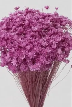 sena⚫️様専用☆スターフラワーミニ