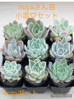 多肉植物 miyaさん苗♡小苗セット - メルカリ