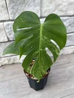 超希少　本物　モンステラ デリシオーサオーシャンミント 2025年最新】モンステラ デリシオーサ オーシャンミントの人気アイテム