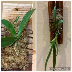 2025年最新】ファレノプシス 原種の人気アイテム - メルカリ