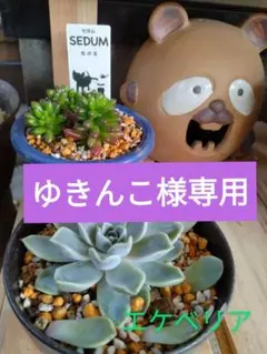 (155)プラカゴ大＆中２個セット[ゆきんこ様専用]