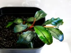 ブセファランドラ『スーパー・レッド・メラウィ』【水上葉】鉢植株