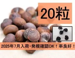 2025年最新】アダンソニアの人気アイテム - メルカリ