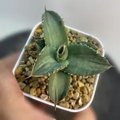 2025年最新】縞斑 アガベの人気アイテム - メルカリ