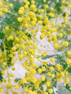 2026年最新】ミモザアカシアの人気アイテム - メルカリ