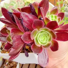 観葉植物アエオニウム錦 スーパーバン 多肉植物 抜き苗 美苗群生1株