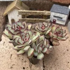 りぃず様 リクエスト 3点 まとめ商品