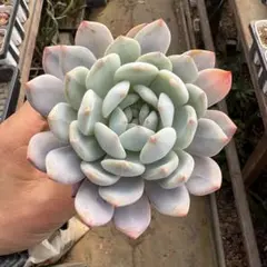 多肉植物エケベリア韓国苗モンロー，（大苗）