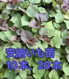 安納芋切り苗 10本 茨城県産 サツマイモ 家庭農園おすすめ 大口対応可