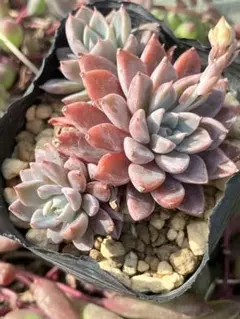 多肉植物 エケベリア 実生苗 銀天女✕ラウイ 抜き苗 - メルカリ