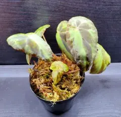 希少 Begonia rockii 原種 ベゴニア ロッキー 青ベゴニア - メルカリ