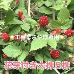 ⭐️工房まさや様専用⭐️