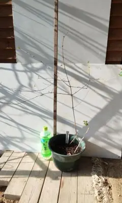 弥栄様 リクエスト 2点 まとめ商品