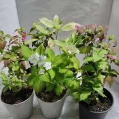 山あじさい 苗 6種セット 天主の紅、御車返し 伊予の花火、 紅、白甘茶、画像品のサムネイル