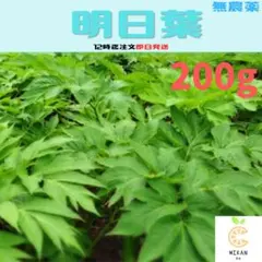 アシタバ　無農薬　ネコポス200gのサムネイル