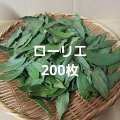 Item thumbnail for item 76614f03-e5a1-44c8-835c-7210309801f3