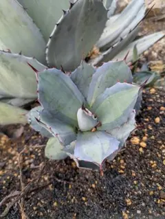 2026年最新】吉祥天錦の人気アイテム - メルカリ