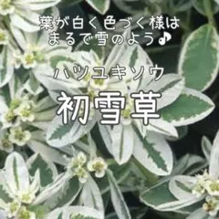 【初雪草のタネ】40粒 種子 種 氷河 ハツユキソウ ユーフォルビア 花 切り花