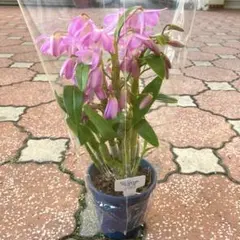 2026年最新】デンドロビューム苗の人気アイテム - メルカリ