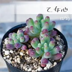 Jami様 リクエスト 2点 まとめ商品《抜き苗》