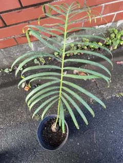 2026年最新】タイシルバー ソテツの人気アイテム - メルカリ