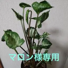 ★ シンゴニウム　シュリンクハート斑入り★希少