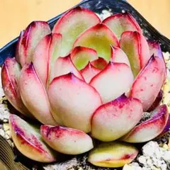 多肉植物水蜜桃抜き苗2苗入り6㎝ポット - メルカリ