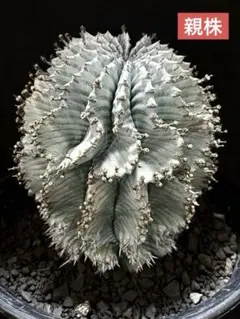 2025年最新】第四種郵便の人気アイテム - メルカリ