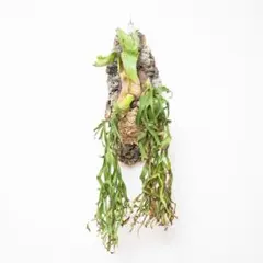 ビカクシダ　コロナリウム〔Thin Thin〕 コルク付け　大サイズ2 2025年最新】コロナリウム thinの人気アイテム - メルカリ