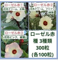 ローゼル　ハイビスカスローゼル　赤3種類　種300粒(各100粒)