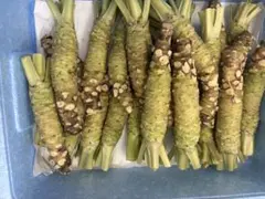 2026年最新】ワサビの人気アイテム - メルカリ