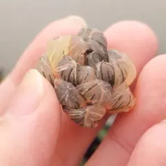 【特価】ハオルチア　オブツーサ錦　超極上縞斑　総柄