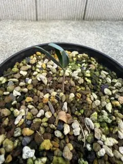 奇想天外 Welwitschia mirabilis ウェルウェチア ミラビリスのサムネイル