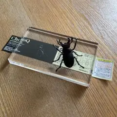 赤系　ミクラミヤマクワガタ標本♂3頭セット 61AnTGqvp5L._UF350,350_QL50_.jpg