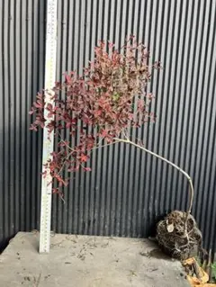 2025年最新】ドウダンツツジ 山採りの人気アイテム - メルカリ